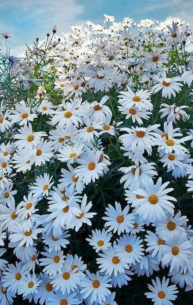 Twilight Embrace: A Symphony in Blooms
